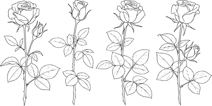 Rose flower silhouette and outline sketch collection, blooming floral bud with stem and leaf set, romantic valentine nature element, cad drawing flat vector illustration 