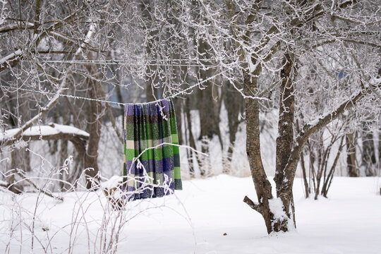 Cozy wool blanket drying outdoors on a frosty winter day, symbolizing warmth, comfort, and slow living. Woolen plaid hanging on a clothesline among frost-covered trees in a quiet winter garden. 
