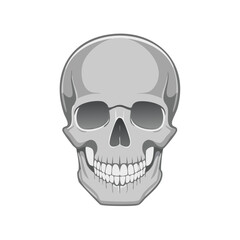 Obraz premium Gray Skull Vector Illustration Anatomy Grim Reminder Mortality Symbolism Death Concept Horror Element Head