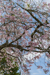 ニュージーランド　オークランドのワン・ツリー・ヒル内にあるコーンウォールパークで咲く桜