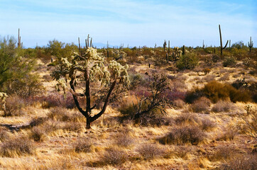 Landscape Sonoran Desert Arizona