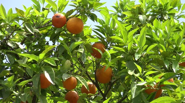 4K Orange Fruits Tree in Orchard, Harvest, Fresh Juicy Tropical Citrus Fruits