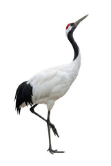Obraz premium Red-crowned crane standing on one leg. Symbol of longevity in Asian culture.
