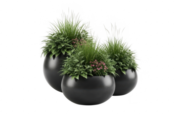 Three contemporary black round planters showcasing ornamental grass and lush green foliage with delicate pink flowers. isolated on transparent background