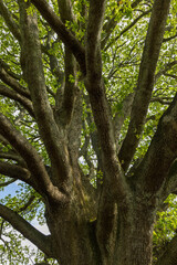 ニュージーランド　オークランドのワン・ツリー・ヒル内にあるコーンウォールパークの風景