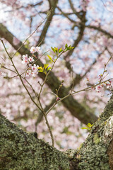 ニュージーランド　オークランドのワン・ツリー・ヒル内にあるコーンウォールパークで咲く桜