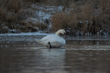 łabędzie zimą na niezamarzniętej tafli wody © Michał Kurzątkowski