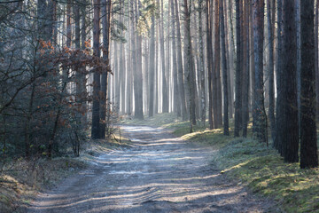 Leśna droga w sosnowym lesie. Jest zimowy, słoneczny dzień. Między drzewami i nad drogą unosi się mgła oświetlana słonecznym światłem.