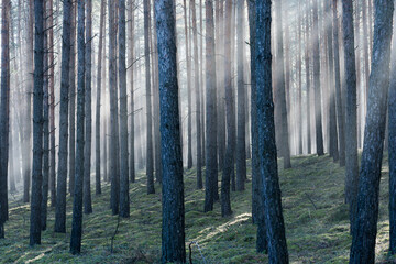 Zimowy dzień w wysokim lesie. Na ziemi leżą resztki śniegu. Nad ziemią i wśr&oacute;d drzew unosi się opar mgły. Oświetlające mgłę światło słoneczne tworzy malownicze smugi.