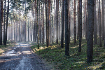 Leśna droga w sosnowym lesie. Jest zimowy, słoneczny dzień. Między drzewami i nad drogą unosi się mgła oświetlana słonecznym światłem.