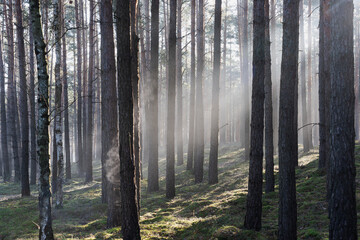 Zimowy dzień w wysokim lesie. Na ziemi leżą resztki śniegu. Nad ziemią i wśr&oacute;d drzew unosi się opar mgły. Oświetlające mgłę światło słoneczne tworzy malownicze smugi.