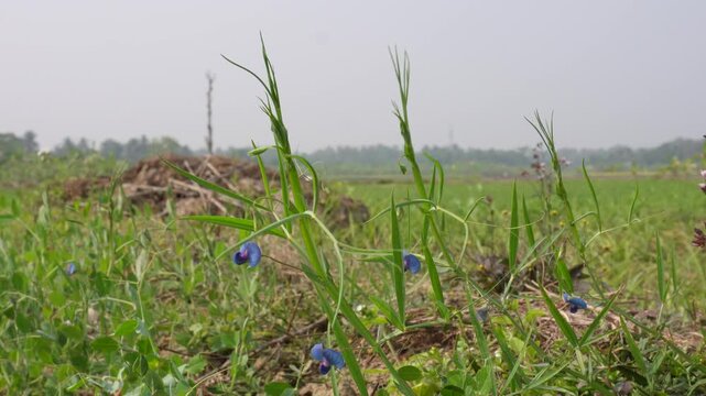 Blue-Flowered Grass Pea Fields