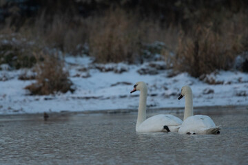 łabędzie zimą na niezamarzniętej tafli wody © Michał Kurzątkowski