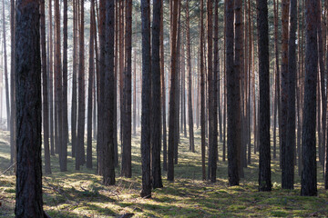 Zimowy dzień w wysokim lesie. Na ziemi leżą resztki śniegu. Nad ziemią i wśr&oacute;d drzew unosi się opar mgły. Oświetlające mgłę światło słoneczne tworzy malownicze smugi.