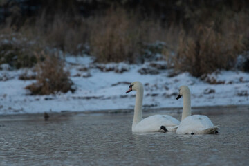 łabędzie zimą na niezamarzniętej tafli wody © Michał Kurzątkowski