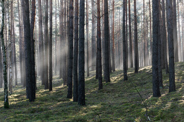 Zimowy dzień w wysokim lesie. Na ziemi leżą resztki śniegu. Nad ziemią i wśr&oacute;d drzew unosi się opar mgły. Oświetlające mgłę światło słoneczne tworzy malownicze smugi.