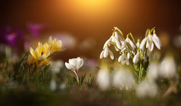 krokusy ż&oacute;łte i przebiśniegi jako wiosenne tło, Crocus sieberi and snowdrops	