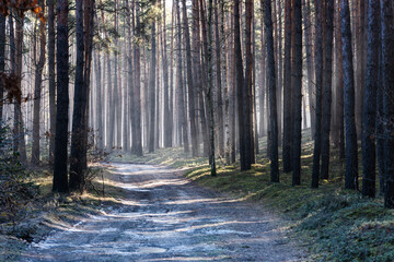 Leśna droga w sosnowym lesie. Jest zimowy, słoneczny dzień. Między drzewami i nad drogą unosi się mgła oświetlana słonecznym światłem.