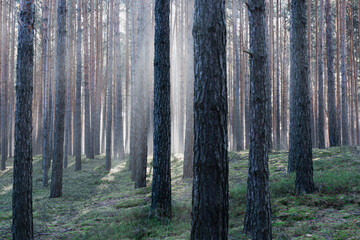 Zimowy dzień w wysokim lesie. Na ziemi leżą resztki śniegu. Nad ziemią i wśr&oacute;d drzew unosi się opar mgły. Oświetlające mgłę światło słoneczne tworzy malownicze smugi.