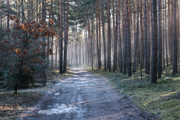 Leśna droga w sosnowym lesie. Jest zimowy, słoneczny dzień. Między drzewami i nad drogą unosi się mgła oświetlana słonecznym światłem.