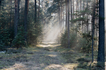 Leśna droga w sosnowym lesie. Jest zimowy, słoneczny dzień. Między drzewami i nad drogą unosi się mgła oświetlana słonecznym światłem.