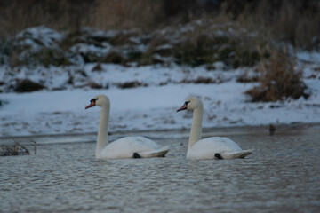 łabędzie zimą na niezamarzniętej tafli wody
