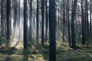 Zimowy dzień w wysokim lesie. Na ziemi leżą resztki śniegu. Nad ziemią i wśr&oacute;d drzew unosi się opar mgły. Oświetlające mgłę światło słoneczne tworzy malownicze smugi.