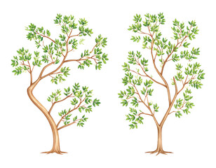Obraz premium Two Watercolor Trees with Green Leaves on White Background illutrastion transparent background