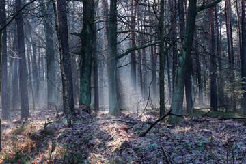 Zimowy dzień w wysokim lesie. Na ziemi leżą resztki śniegu. Nad ziemią i wśr&oacute;d drzew unosi się opar mgły. Oświetlające mgłę światło słoneczne tworzy malownicze smugi.