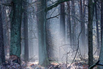 Zimowy dzień w wysokim lesie. Na ziemi leżą resztki śniegu. Nad ziemią i wśr&oacute;d drzew unosi się opar mgły. Oświetlające mgłę światło słoneczne tworzy malownicze smugi.