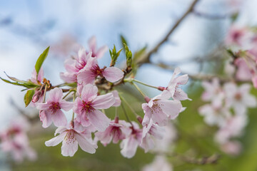 ニュージーランド　オークランドのワン・ツリー・ヒル内にあるコーンウォールパークで咲く桜