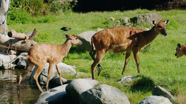 Two sitatunga antelopes walking from shallow water onto grassy bank, striped brown fur and natural movement captured in calm wetland environment under daylight