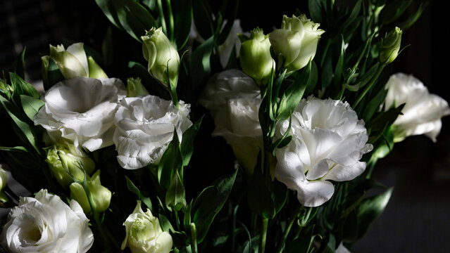 A bouquet of white eustoma on the table. Beautiful white flowers. Also known as the Irish rose