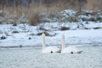 łabędzie zimą na niezamarzniętej tafli wody