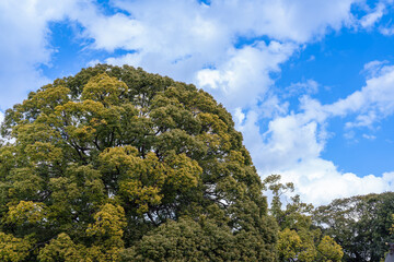 日本の神社：神聖な森林と建築物と参道（神宮・鳥居）