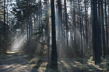 Zimowy dzień w wysokim lesie. Na ziemi leżą resztki śniegu. Nad ziemią i wśr&oacute;d drzew unosi się opar mgły. Oświetlające mgłę światło słoneczne tworzy malownicze smugi.