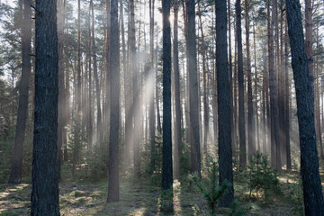 Zimowy dzień w wysokim lesie. Na ziemi leżą resztki śniegu. Nad ziemią i wśr&oacute;d drzew unosi się opar mgły. Oświetlające mgłę światło słoneczne tworzy malownicze smugi.