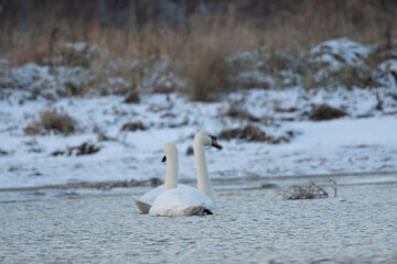 łabędzie zimą na niezamarzniętej tafli wody
