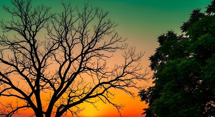 Sunset silhouette of a tree