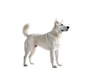 A playful white dog standing confidently, showcasing its sleek fur and vibrant personality in a bright setting.