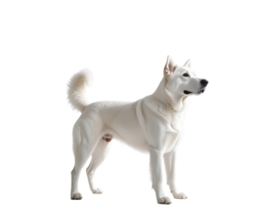 A playful white dog standing confidently, showcasing its sleek fur and vibrant personality in a bright setting.