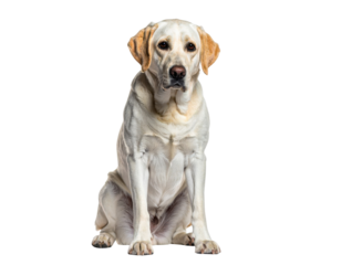 A friendly, playful Labrador retriever sitting patiently, showcasing its keen personality and adorable features.