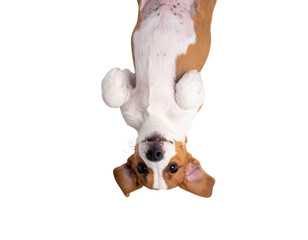 Playful beagle dog lying on its back, showing its joyful nature and friendly personality, perfect for pet lovers.