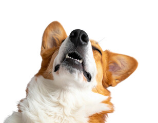 A happy corgi dog with its head tilted and eyes closed, enjoying a moment of bliss.