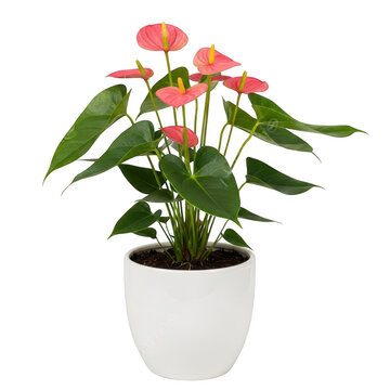 Pink anthurium plant in white pot