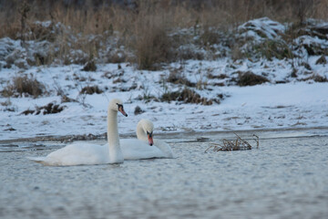 łabędzie zimą na niezamarzniętej tafli wody