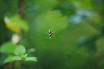 vista macro di un ragno fermo sulla tela, in un ambiente naturale, di giorno, con sfondo sfuocato e di colore verde