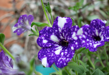 Purple petunia flower with white spots close up