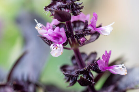 Macro shot of purple basil flowers (Ocimum basilicum) in bloom.