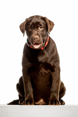 Obraz premium Chocolate Labrador Retriever sitting on white background, studio portrait. Friendly purebred dog looking at camera, isolated with copy space.